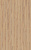 D80592 Дуб Норфолк