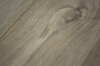 6050-305 Камелия